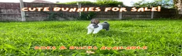 Dutch rabbits for sale: Cute Dutch Bunnies, Mixed Gender! :) in Blackburn - Advert 1