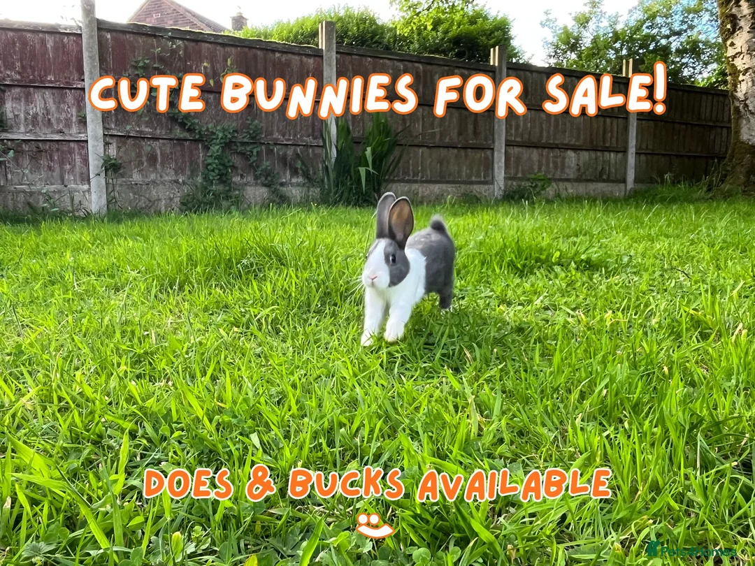 Dutch rabbits for sale: Cute Dutch Bunnies, Mixed Gender! :) in Blackburn - Advert 1