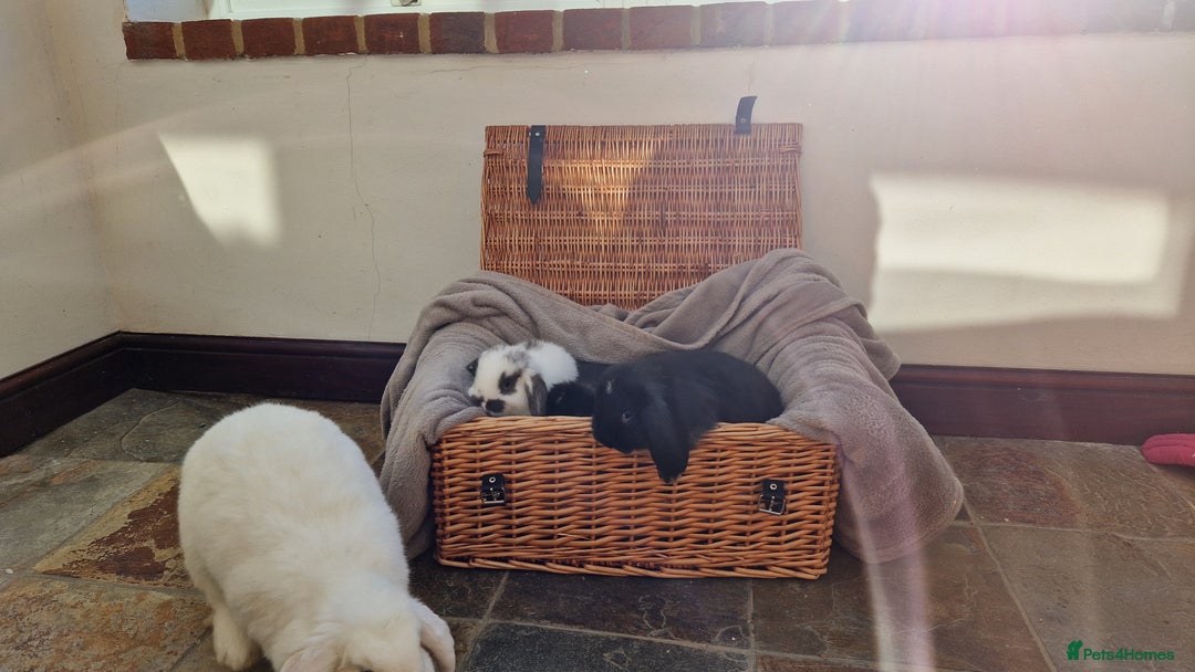 Mini Lop rabbits for sale: 4 x mini lop babies for sale - Advert 6