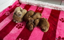 Goldendoodle dogs for sale: Golden doodle puppy’s for sale  - Advert 6