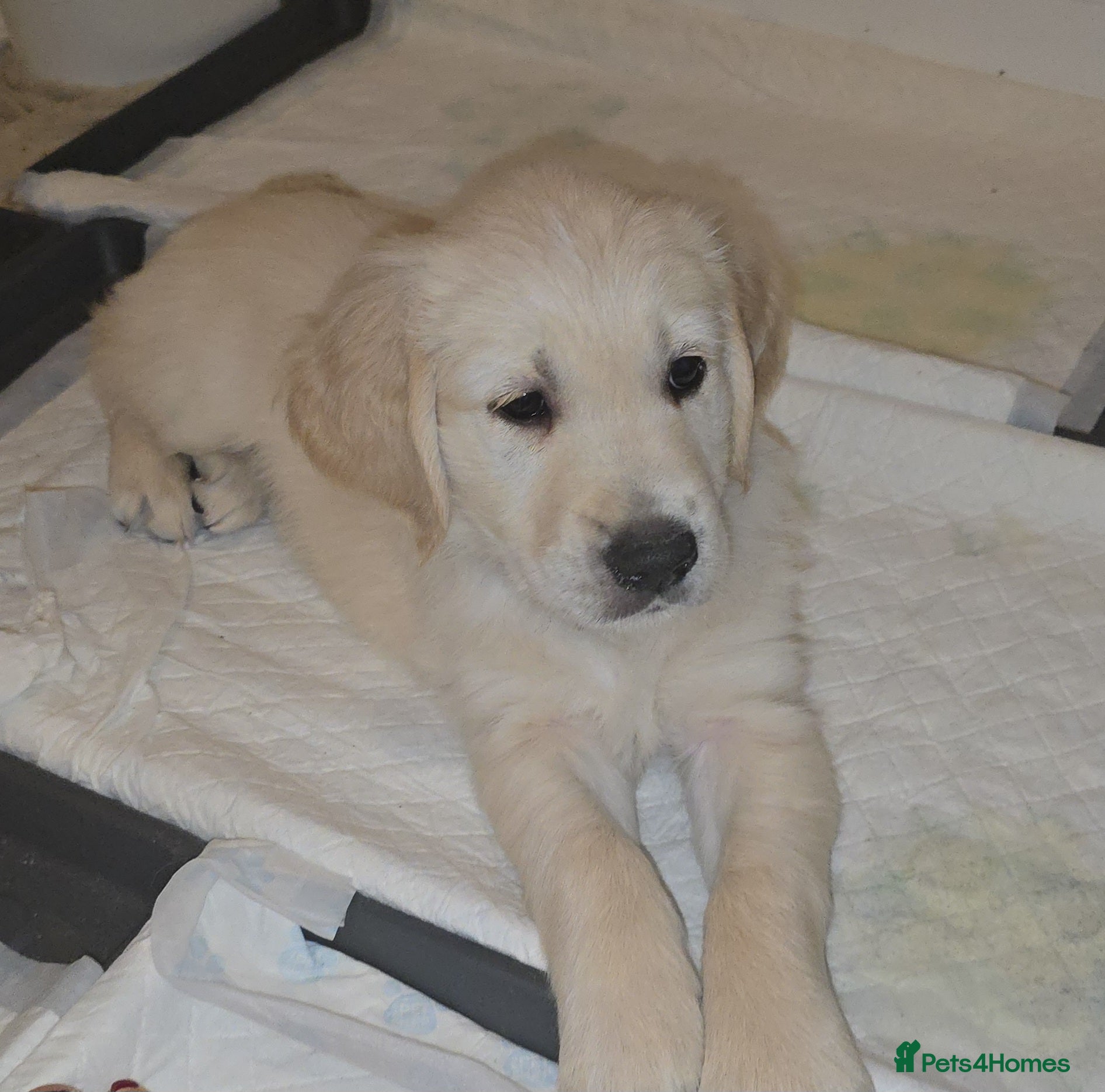 Golden Retriever dogs Stunning KC golden retriever puppies - Advert 19