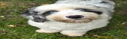 Sheepadoodle dogs for stud: Sheepadoodle hybrid stud  - Advert 12