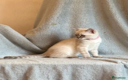 Ragdoll cats for sale: 6 Beautiful Ragdoll x Bengal kittens - Image 4