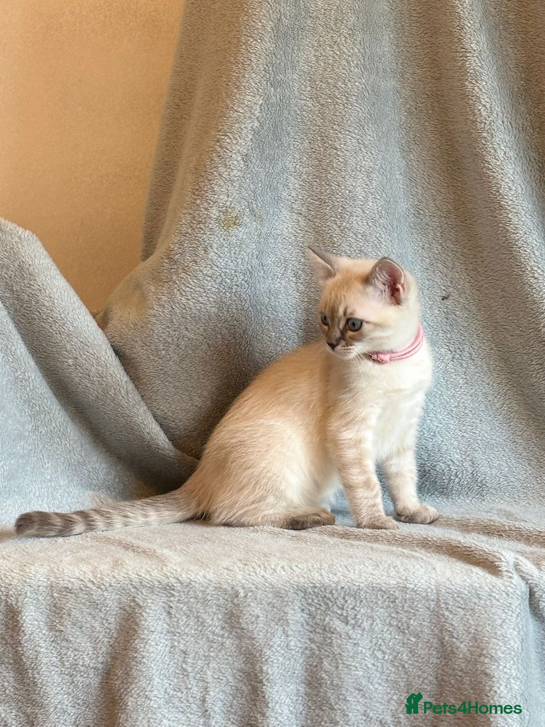 Ragdoll cats for sale: 6 Beautiful Ragdoll x Bengal kittens - Image 4