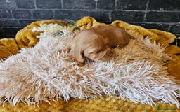 Mixed Breed dogs for sale: Cockerpoo puppys mini - Image 14