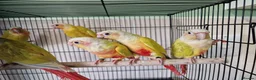 Conures birds for sale: Various conures for sale  - Advert 3