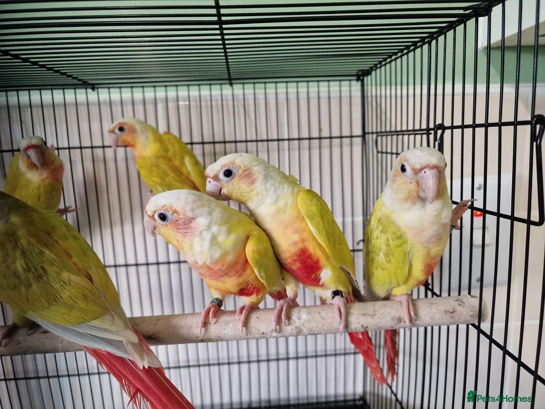 Conures birds for sale: Various conures for sale  - Advert 3