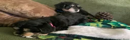 Schnoodle dogs for sale: Happy confident Schnoodle puppies  - Advert 12