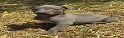 Whippet dogs for sale: KC REG BLUE WHIPPETS BVA AND HEART TESTED PARENTS - Advert 23