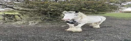 Tinker horses for sale: 12.2hh ride and drive stepping cob - Advert 8