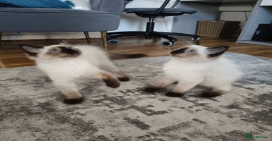 Ragdoll cats - Advert 11
