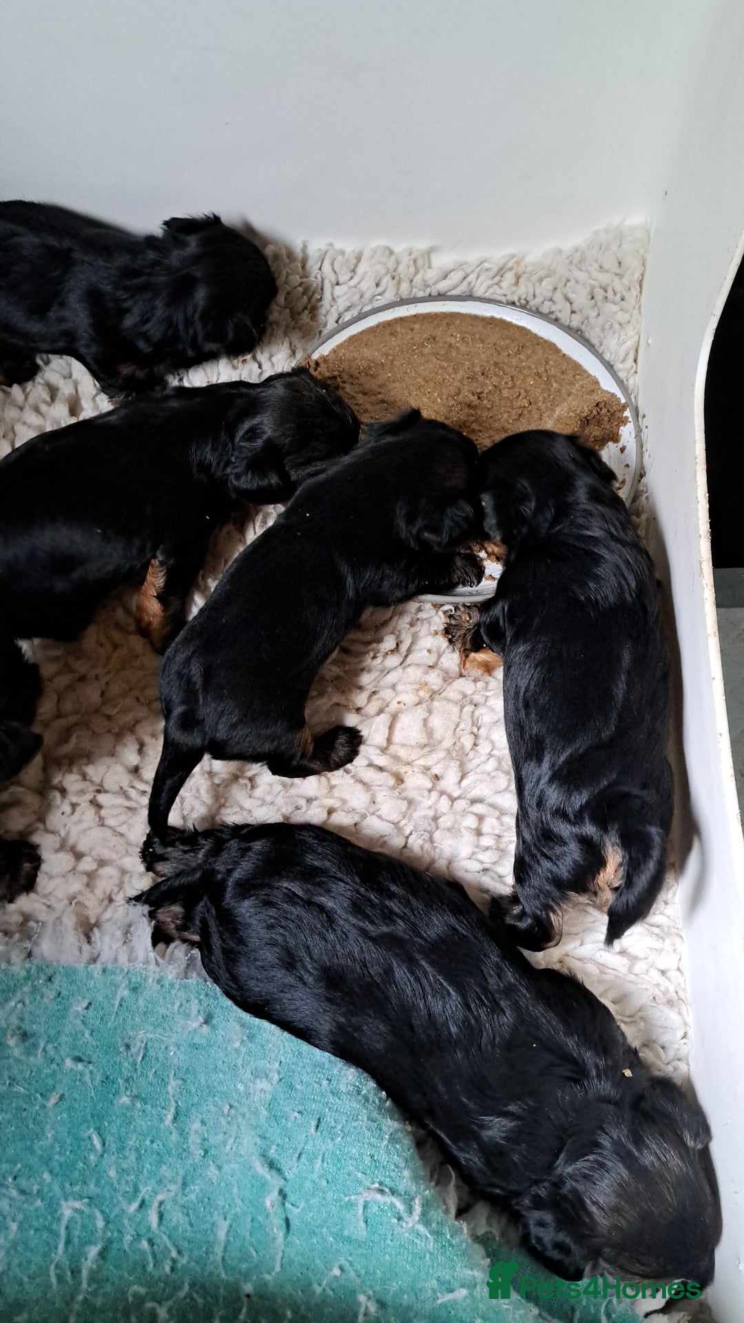 Yorkshire Terrier dogs for sale: Pedigree Yorkshire terrier puppy's  - Advert 7