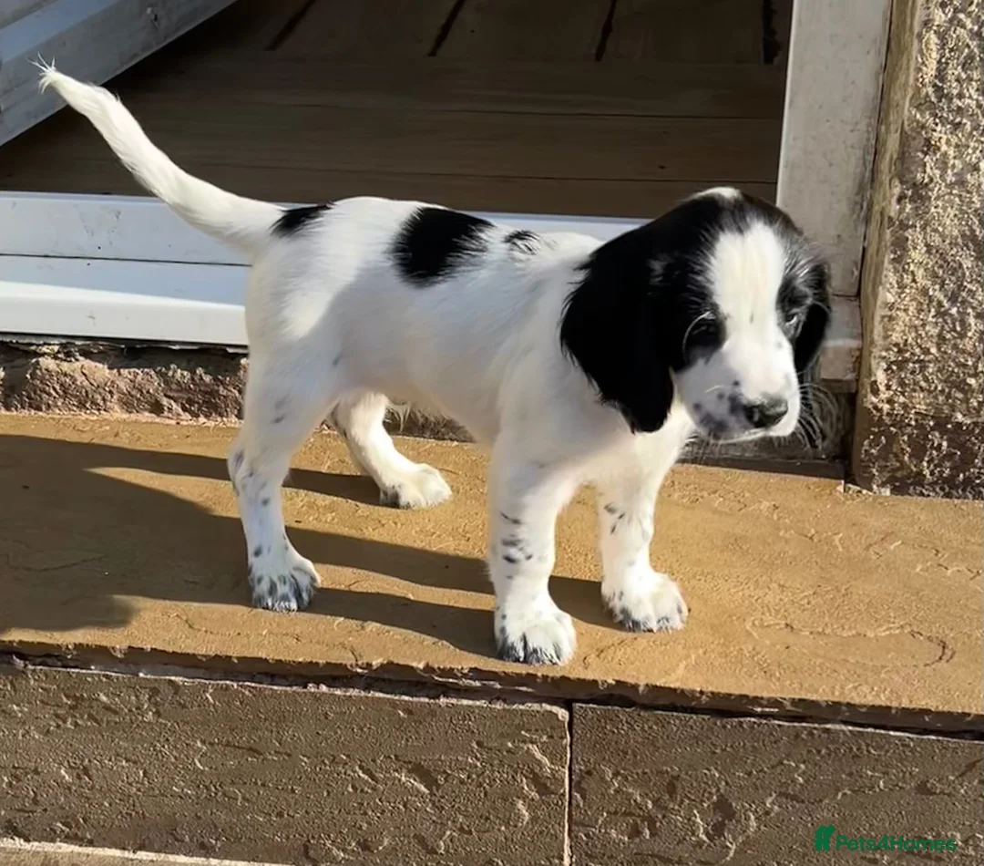 Sprocker dogs for sale: Confident sprockers  in Redruth - Advert 10