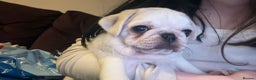 Pug dogs for sale: Gorgeous creamgirl and whiteboy pug ready toleave  - Advert 6