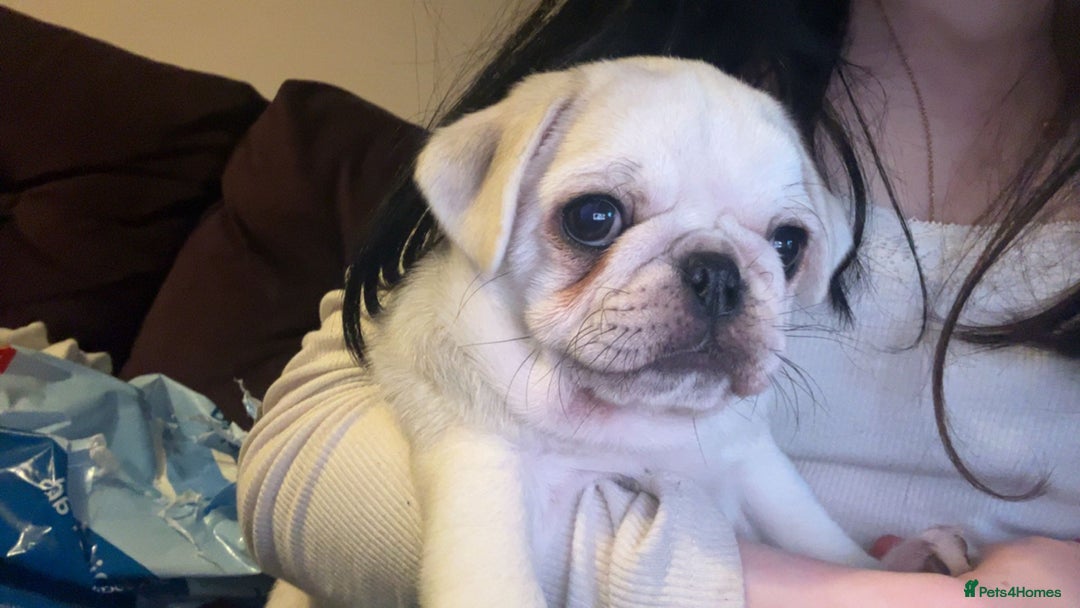 Pug dogs for sale: Gorgeous creamgirl and whiteboy pug ready toleave  - Advert 6