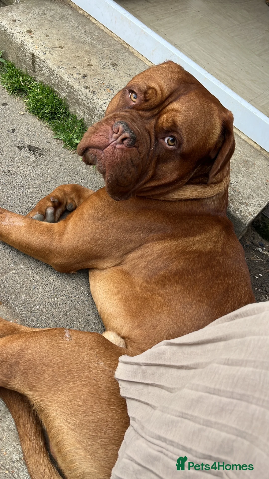 Dogue De Bordeaux dogs for sale: Kc Dogue de Bordeaux  in Ashford - Advert 2