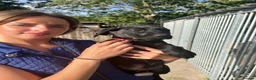 Labrador Retriever dogs for sale: Labrador Puppies  KC Reg Stunning  - Advert 5