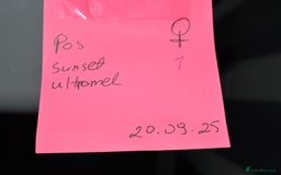 Python Snake reptiles for sale: Amazing baby ball pythons - Advert 28