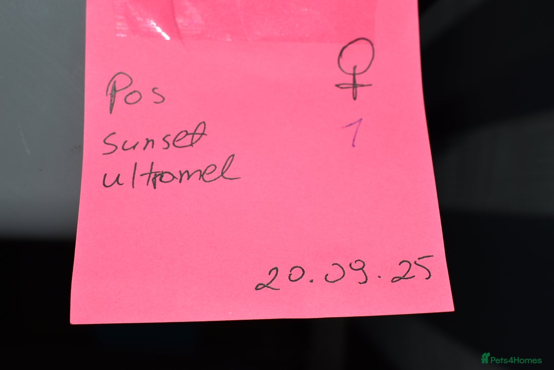 Python Snake reptiles for sale: Amazing baby ball pythons - Advert 28