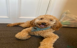 Irish Doodle dogs for sale: Irish Doodle - Image 5