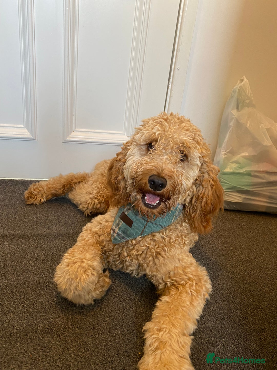 Irish Doodle dogs for sale: Irish Doodle - Image 5