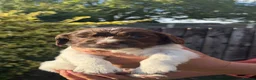 English Springer Spaniel dogs for sale: Springer Spaniel puppies for sale  - Advert 12