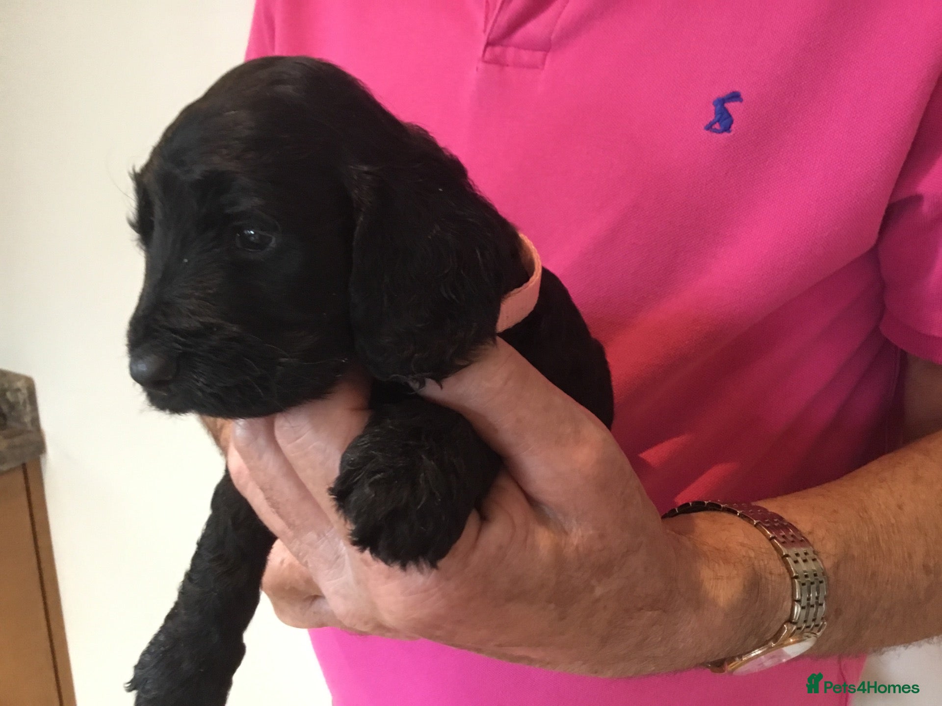 Cockapoo dogs for sale: Outstanding F1 Cockapoos - Advert 2