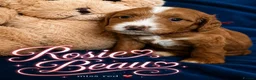 Cockapoo dogs for sale: Exceptional F1 Cockapoo Puppies in Leicester - Advert 36