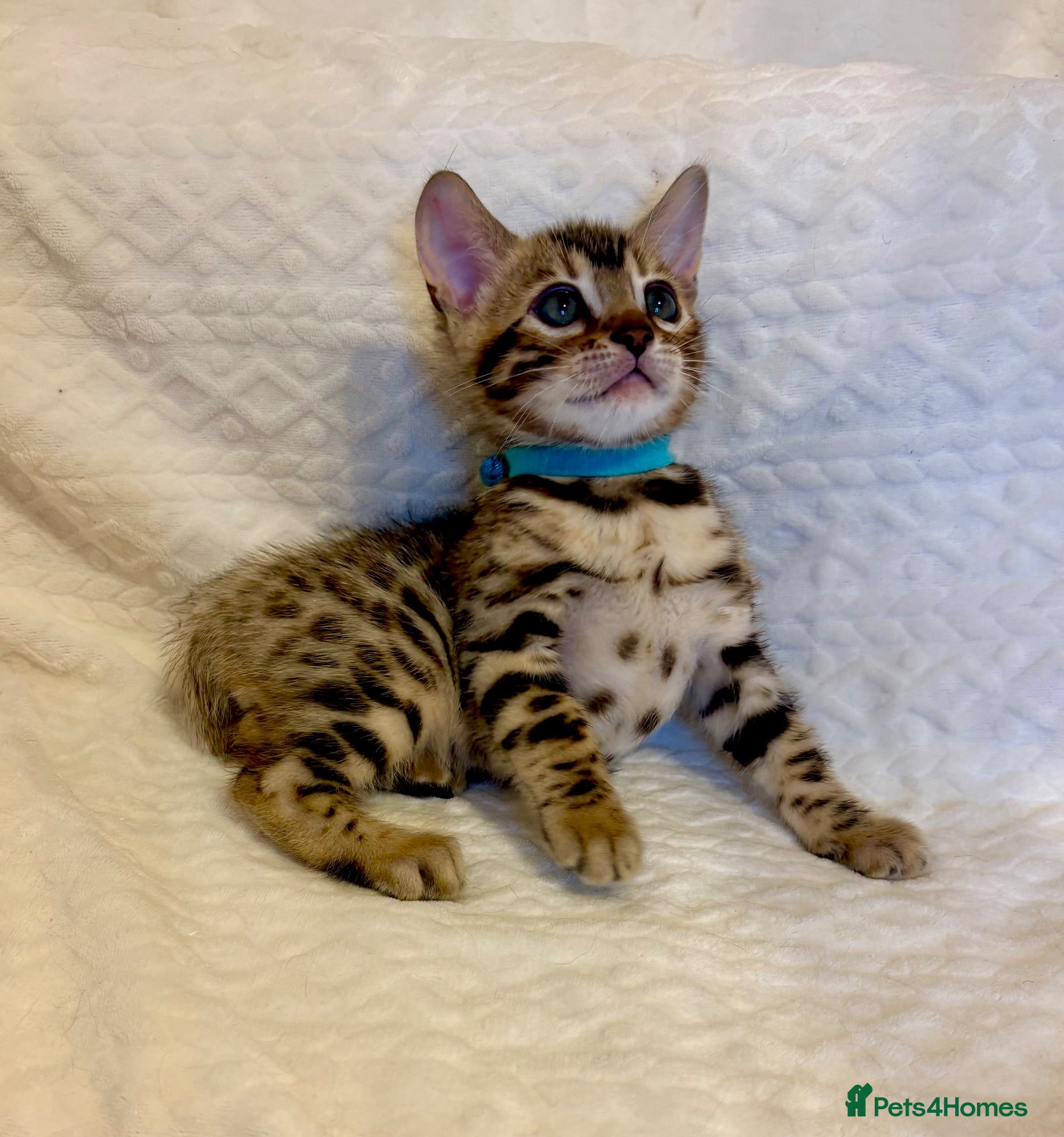 Bengal cats 🩵ONLY ONE BENGAL KITTEN LEFT!🩵 - Advert 1