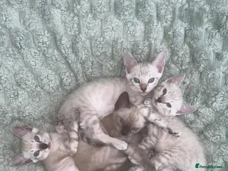 Bengal cats Snow Bengal Kittens For Sale Lynx & Charcoal Mink - Advert 1