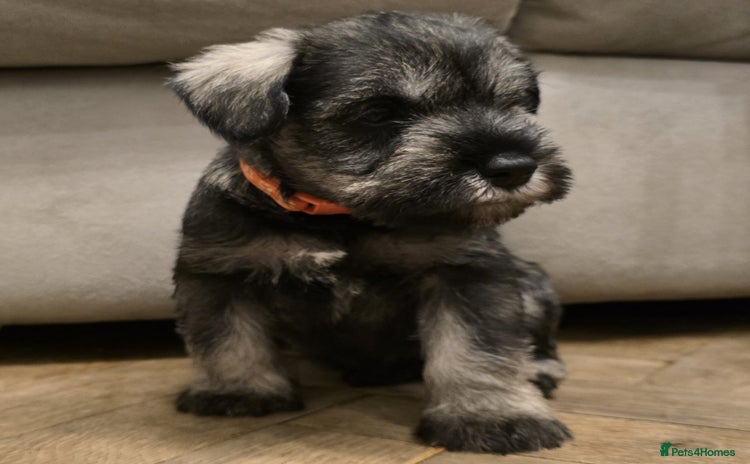 Miniature Schnauzer dogs - Advert 2