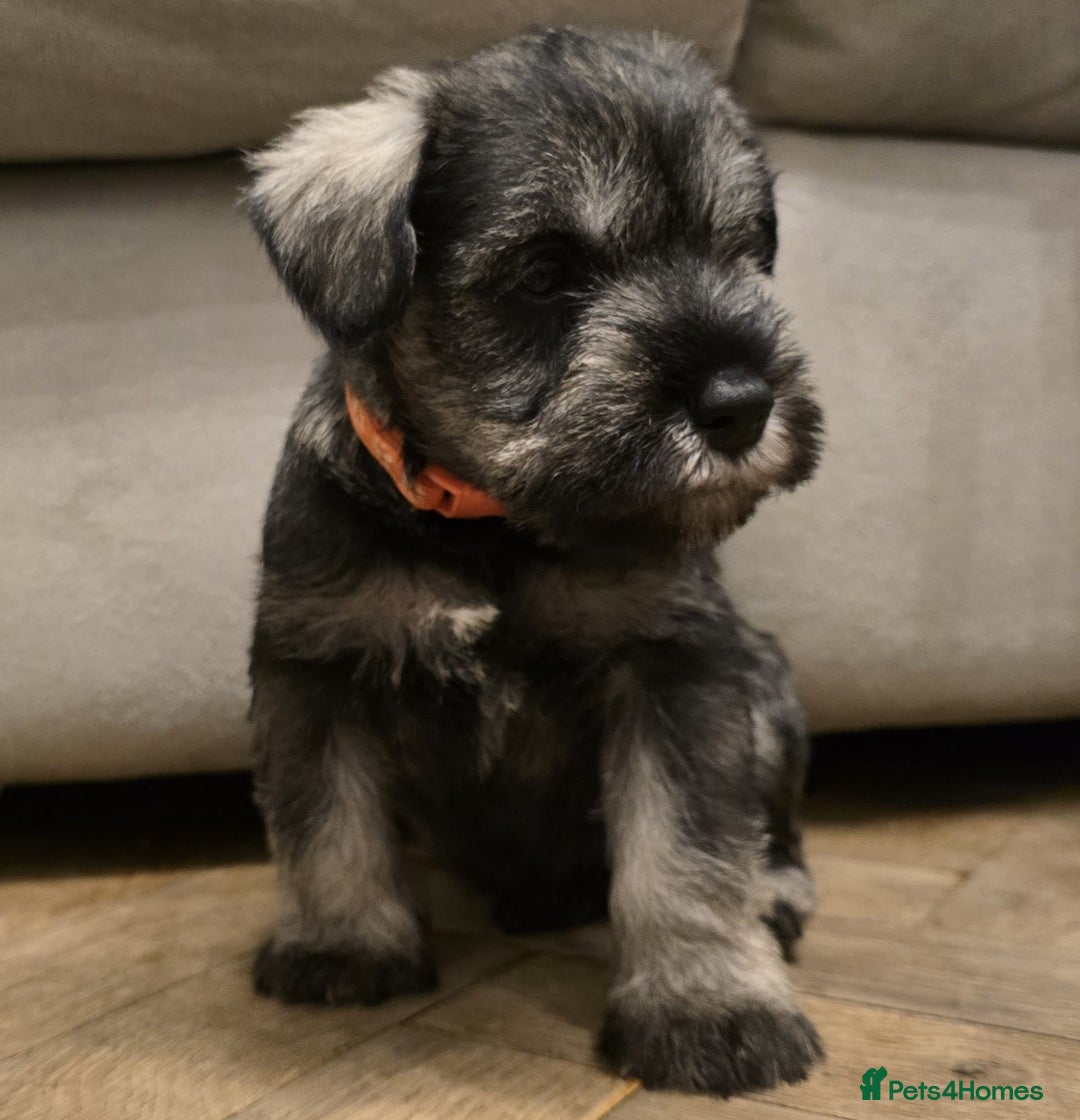 Miniature Schnauzer dogs for sale: Curious, playful and loving litter KC pups ❤️ - Image 11