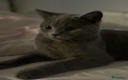 British Shorthair cats for stud: English shorthaired for stud - Image 4