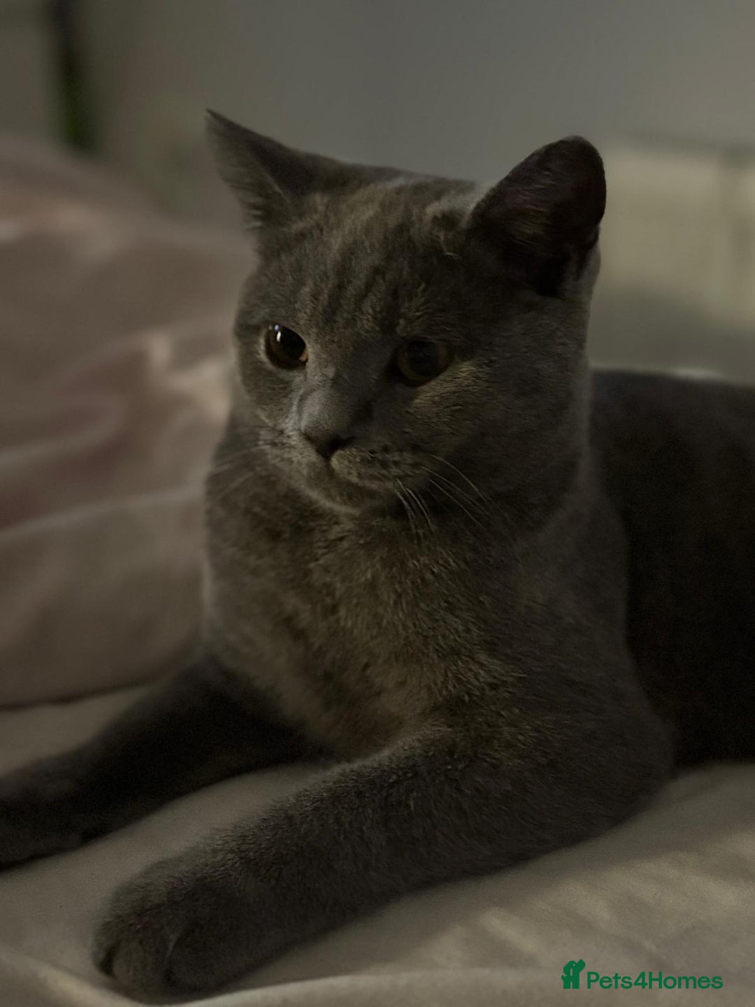 British Shorthair cats for stud: English shorthaired for stud - Image 4