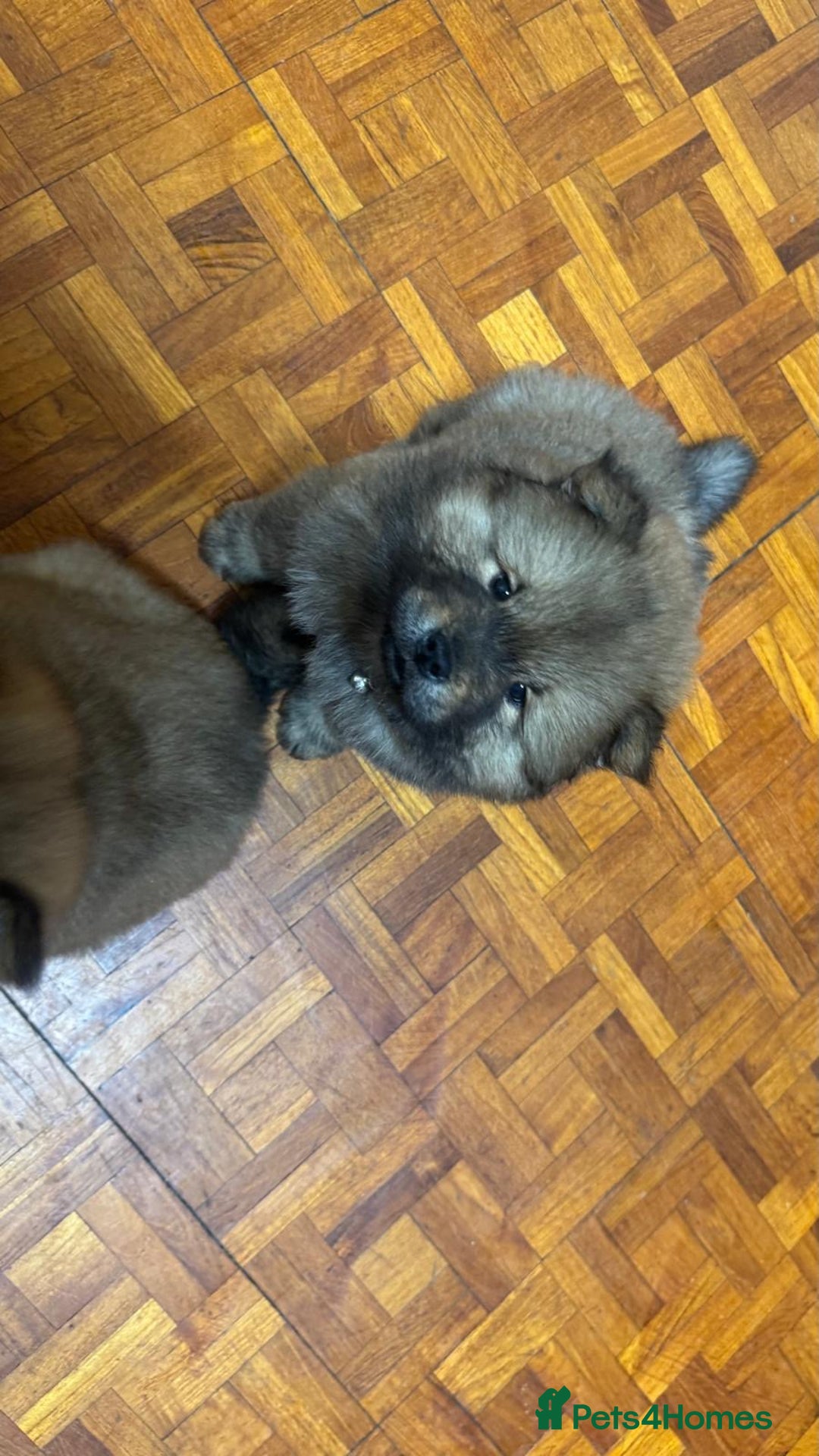 Chow Chow dogs for sale: Puppies looking for new home - Image 37