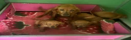 Labrador Retriever dogs for sale: FiOx red Labradors  - Advert 5