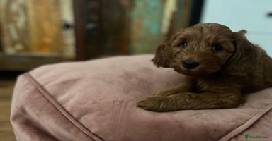 Cockapoo dogs in London - Advert 9