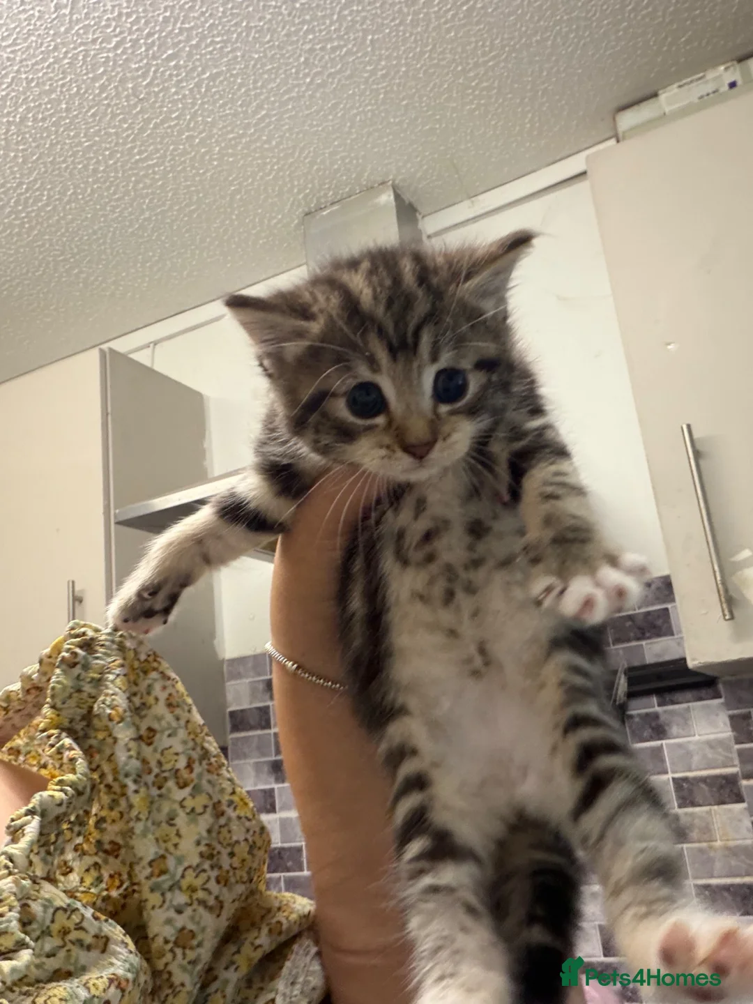 Mixed Breed cats for sale: Tabby kittens  - Advert 1