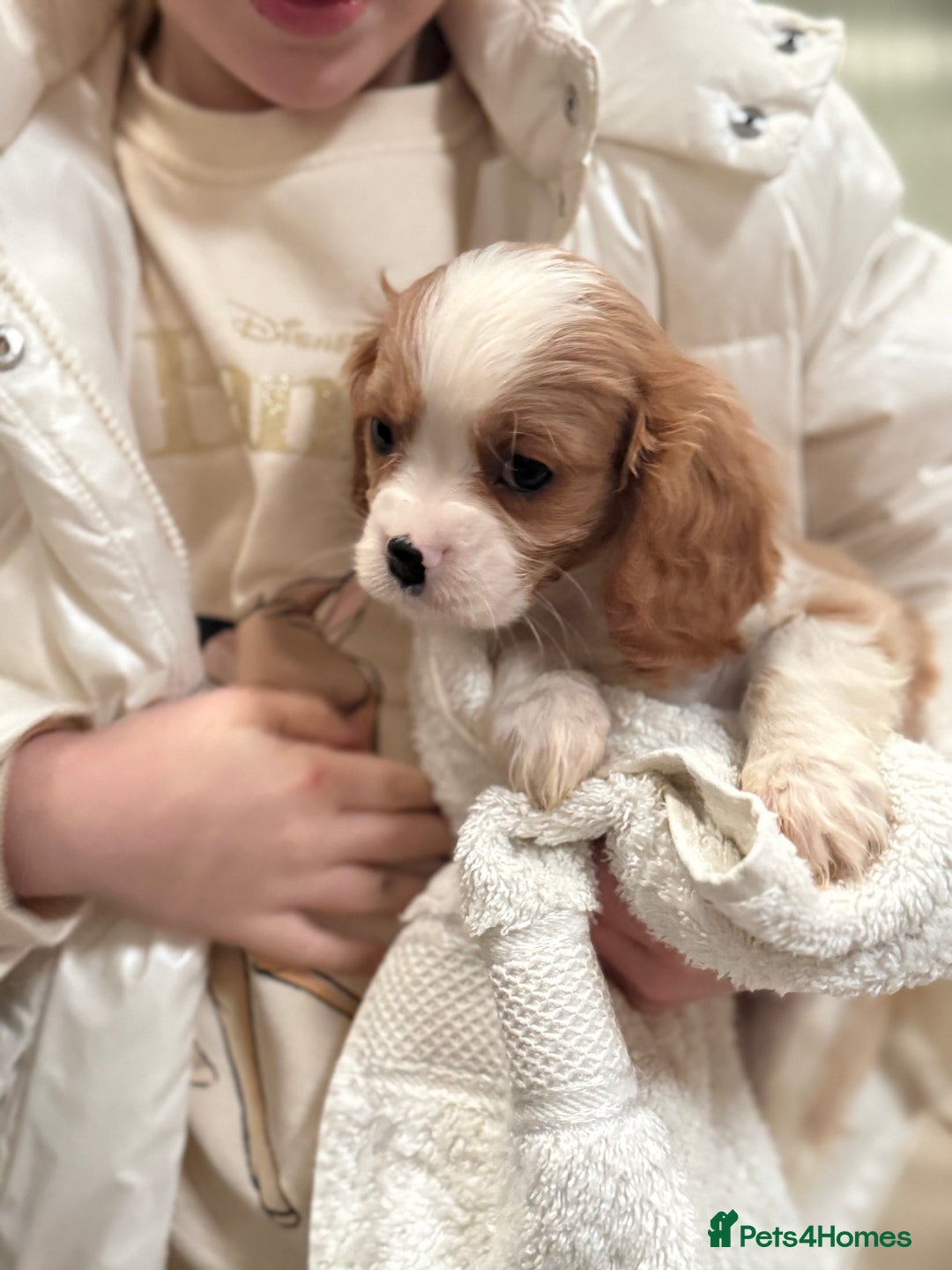 Cavalier King Charles Spaniel dogs for sale: King charles cavalier spaniel  - Advert 9