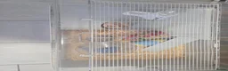 Hamster rodents for sale: Male hamster with cage in Nottingham - Advert 3