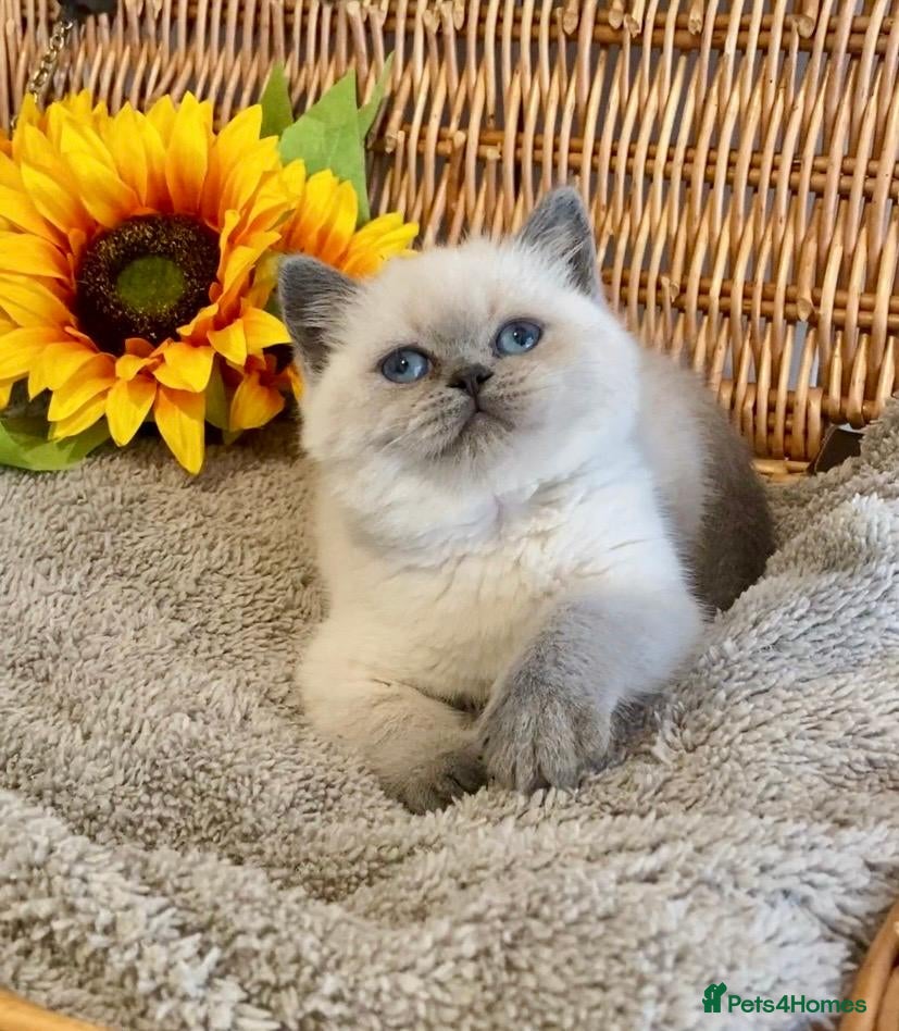 British Shorthair cats RARE SEAL LYNX PURE BRED BSH TEDDY BEARS - Advert 20
