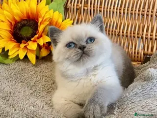 British Shorthair cats RARE SEAL LYNX PURE BRED BSH TEDDY BEARS - Advert 20