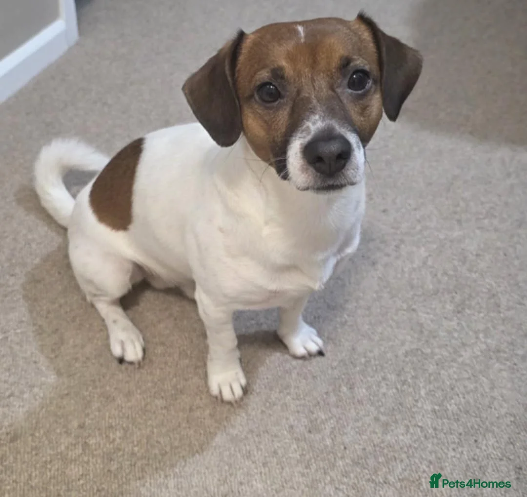 Jack Russell dogs for sale: Jack Russell Puppies - Girls - Advert 2