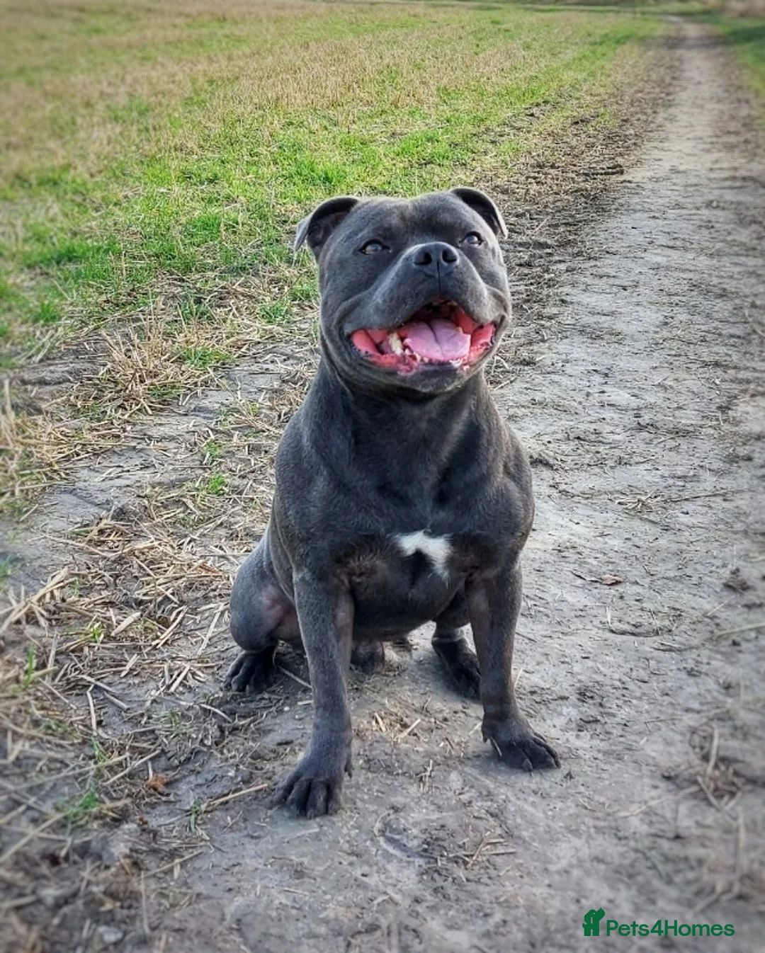 Staffordshire Bull Terrier dogs for stud: 🇬🇧 ONE & ONLY HERCULES, BLUE HEALTH TESTED STUD in Abingdon - Advert 7