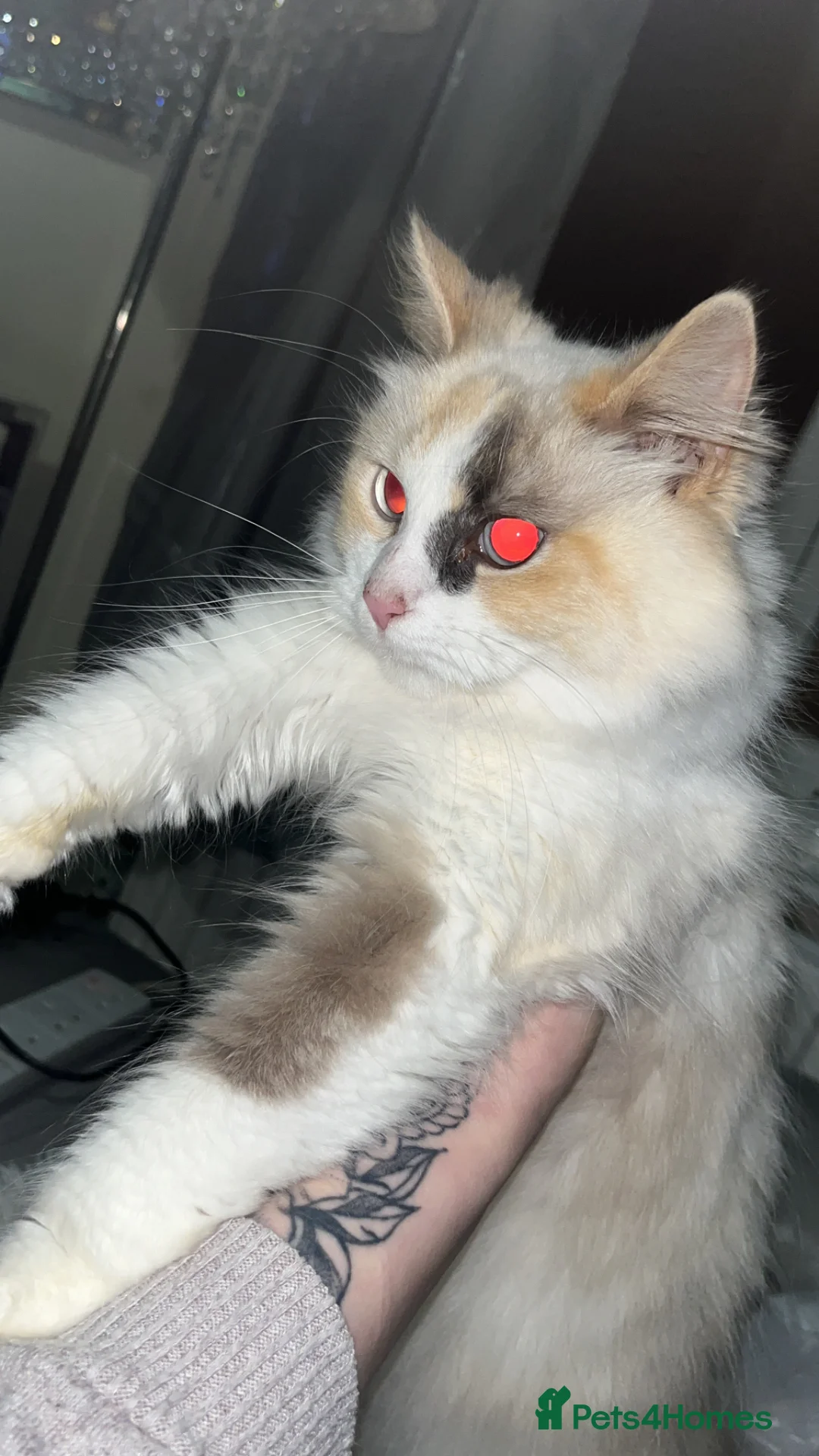 Ragdoll cats for sale: Female tortie ragdoll  - Advert 2