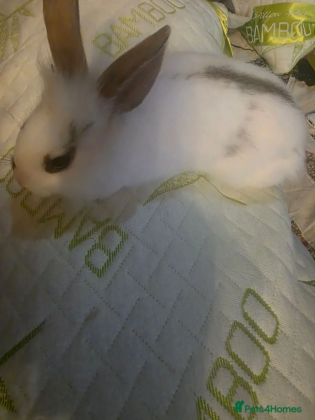 Lionhead rabbits for sale: Last sister left rest given to family members  in Huntingdon - Advert 2