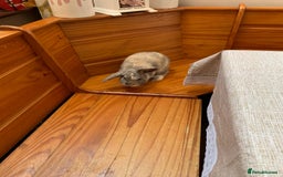 Mini Lop rabbits for sale: 2 mini lop rabbits for sale  - Image 2