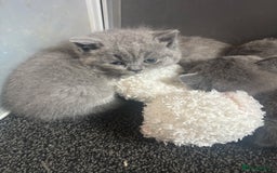 British Shorthair cats for sale: British blue shorthairs girls ready 10/8 - Image 4