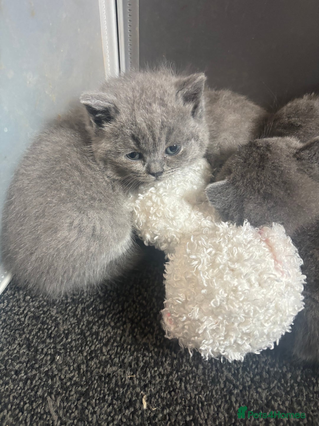 British Shorthair cats for sale: British blue shorthairs girls ready 10/8 - Image 4
