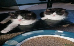 Ragdoll cats for sale: CUTE SOLID RAGDOLL KITTENS  - Image 13